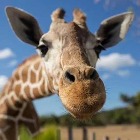 Liebevoll Eingerichtetes Calima Amarilo By Interhome